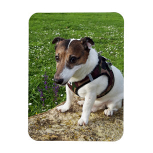 Magnet Flexible Capo von Oppenheim, Jack Russell Terrier Dog Magne