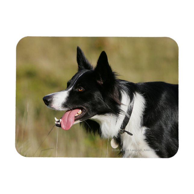 Magnet Flexible Capture d'écran de la bordure Collie 2 (Horizontal)