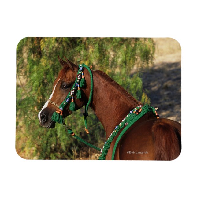 Magnet Flexible Capture d'écran du cheval arabe avec bride (Horizontal)