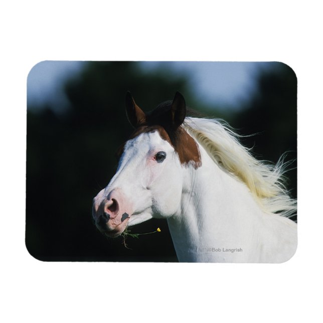 Magnet Flexible Capture d'écran du Cheval de peinture 3 (Horizontal)