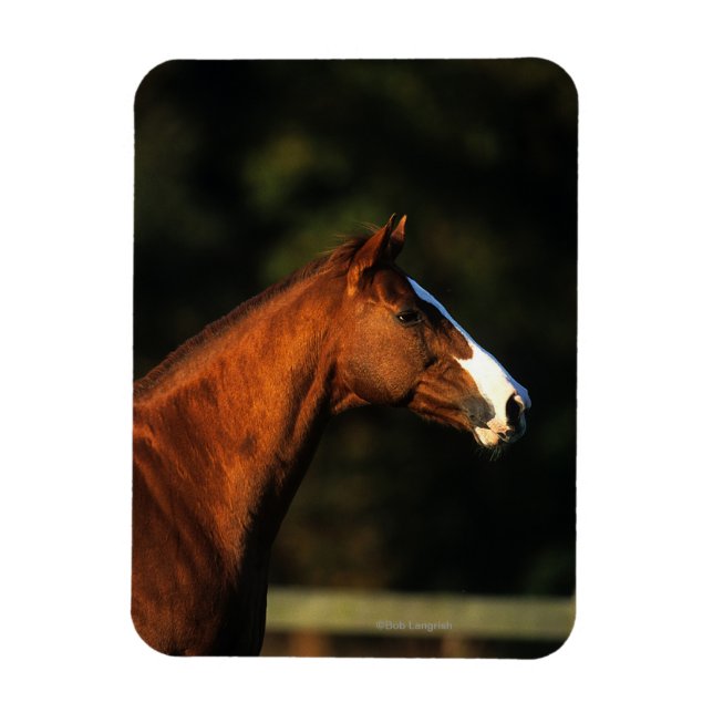 Magnet Flexible Capture d'écran du cheval Thoroughbred (Vertical)