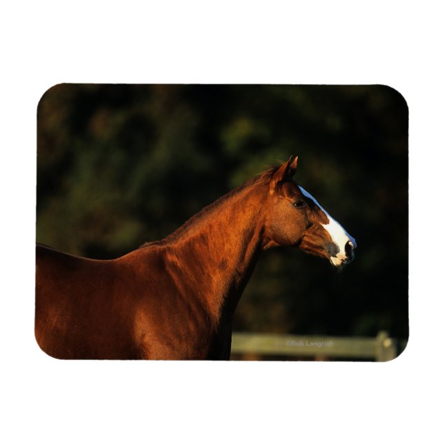 Magnet Flexible Capture d'écran du cheval Thoroughbred (Horizontal)