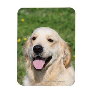 Magnet Flexible Capture d'écran Golden Retriever 1