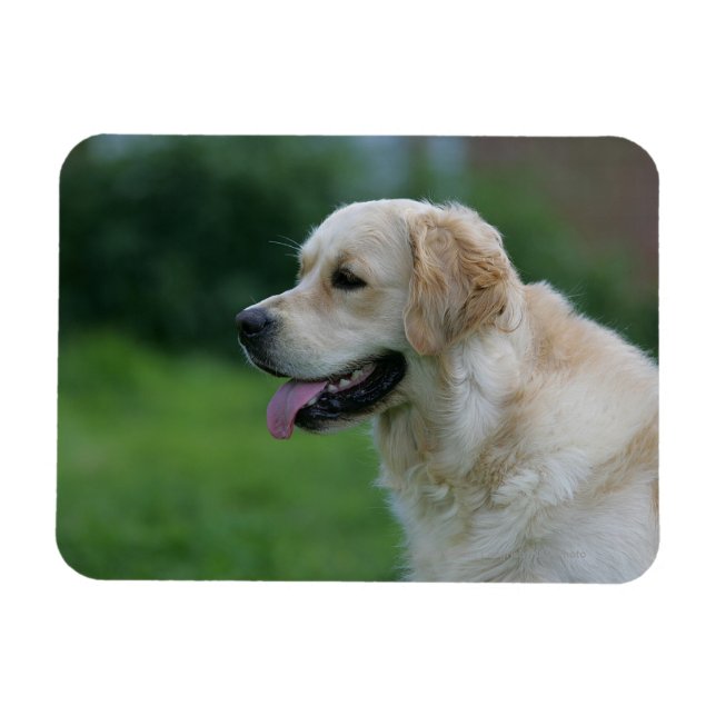 Magnet Flexible Capture d'écran Golden Retriever 2 2 (Horizontal)