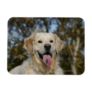 Magnet Flexible Capture d'écran Golden Retriever 3