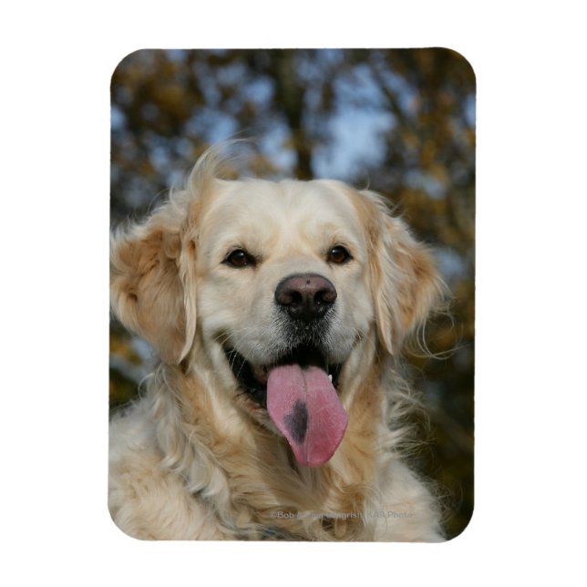 Magnet Flexible Capture d'écran Golden Retriever 3 (Vertical)
