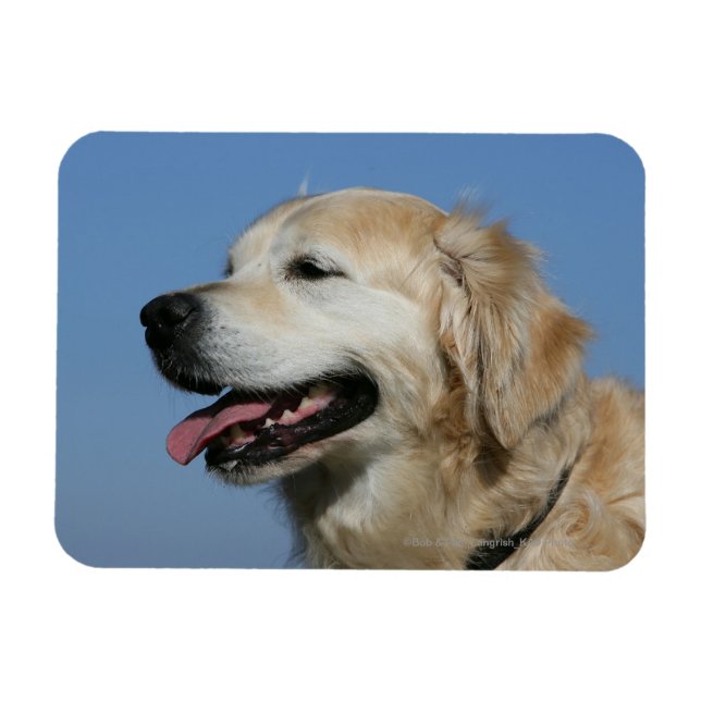 Magnet Flexible Capture d'écran Golden Retriever 4 (Horizontal)