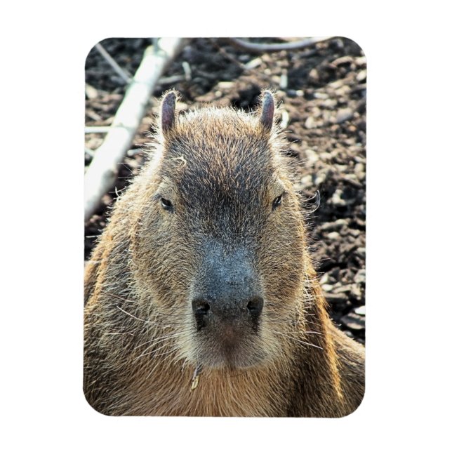 MAGNET FLEXIBLE CAPYBARA (Vertical)