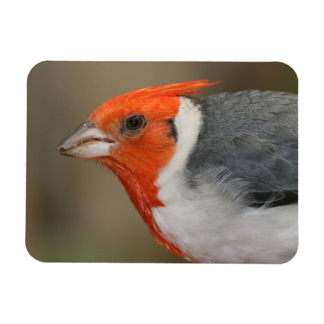 Magnet Flexible Cardinal à crête rouge (Horizontal)