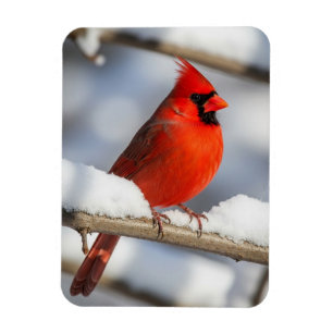 Magnet Flexible Cardinal du Nord