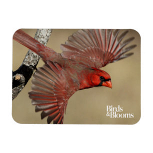 Magnet Flexible Cardinal Du Nord En Vol