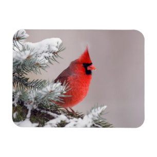 Magnet Flexible Cardinal du nord été perché dans un arbre