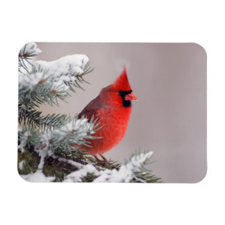 Magnet Flexible Cardinal Du Nord Perché Dans Un Arbre