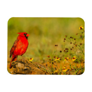Magnet Flexible Cardinal mâle sur une bûche