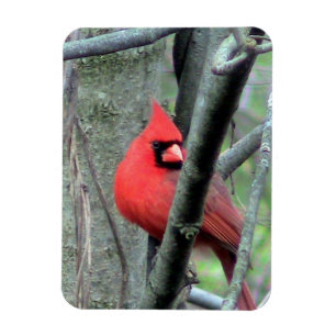 Magnet Flexible Cardinal masculin (printemps)