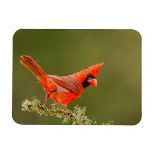 Magnet Flexible Cardinal masculin sur le membre