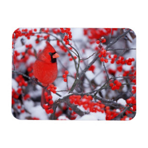 Magnet Flexible Cardinal rouge mâle, Hiver, IL
