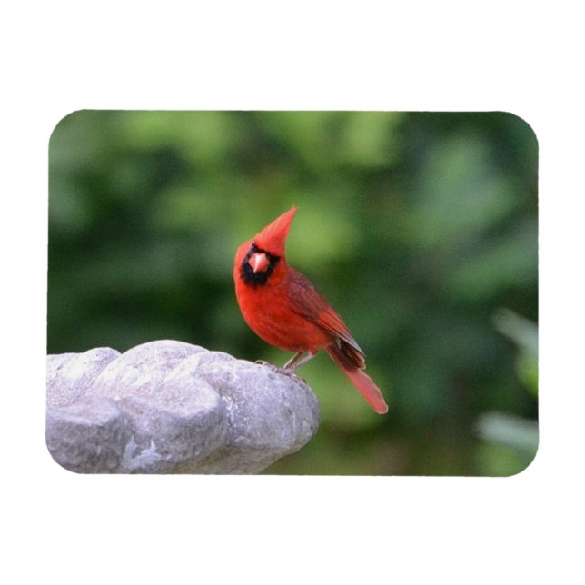 Magnet Flexible Cardinal Sur L'Aimant Du Bain D'Oiseau (Horizontal)