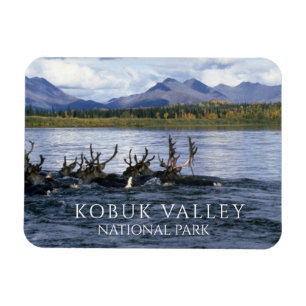 Magnet Flexible Caribou traversant la rivière Kobuk, vallée de Kob