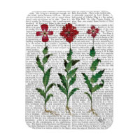 Carnation italienne 1