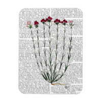 Carnation italienne 4