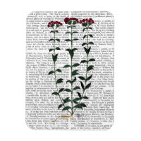 Carnation italienne 6