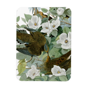 Magnet Flexible Carolina Pigeon Audubon Morning Dove