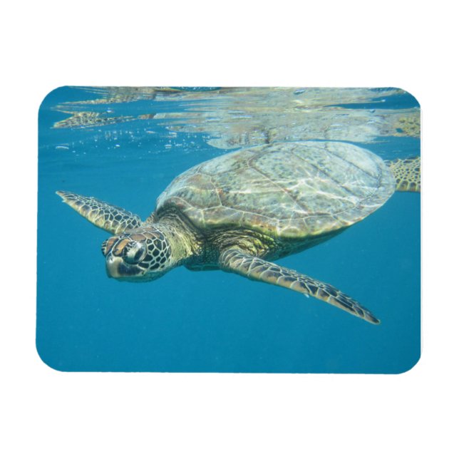 Magnet Flexible Carte postale (Horizontal)