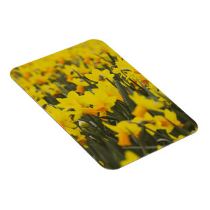 Magnet Flexible Carte postale du champ de jonquilles