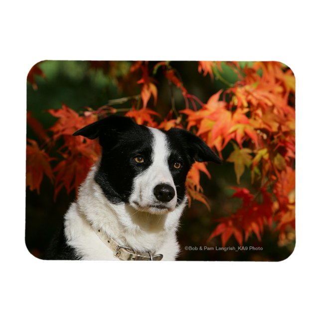 Magnet Flexible Casque Collie Automne Bordure (Horizontal)