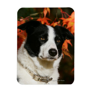 Magnet Flexible Casque Collie Automne Bordure