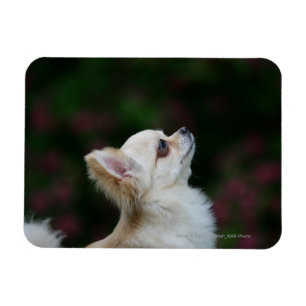 Magnet Flexible Casque long Haired Chihuahua 2