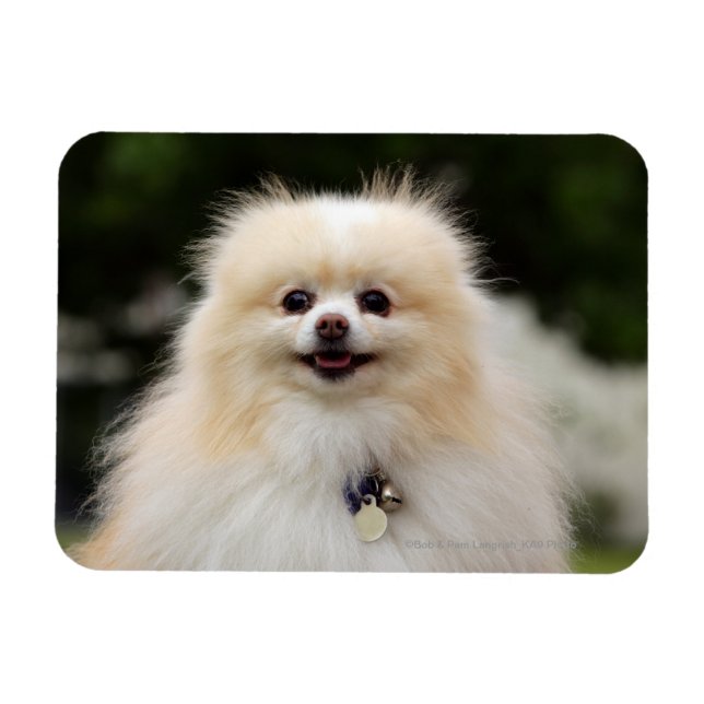 Magnet Flexible Casque Poméranien 1 (Horizontal)