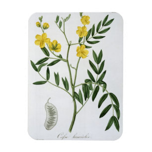 Magnet Flexible Casse de "Phytographie Medicale" par Joseph Roqu