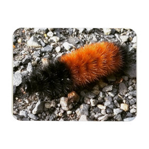 Magnet Flexible Caterpillar d'ours laineux