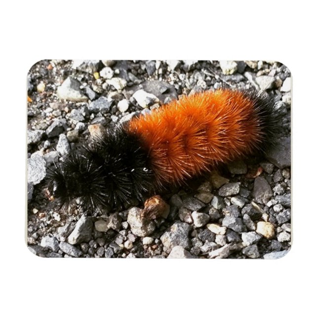Magnet Flexible Caterpillar d'ours laineux (Horizontal)