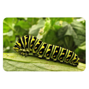 Magnet Flexible Caterpillar noire