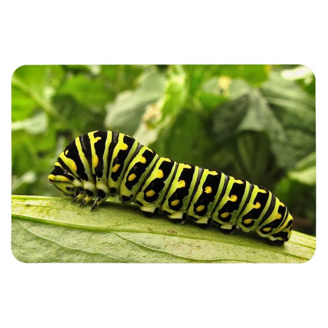 Magnet Flexible Caterpillar noire (Horizontal)