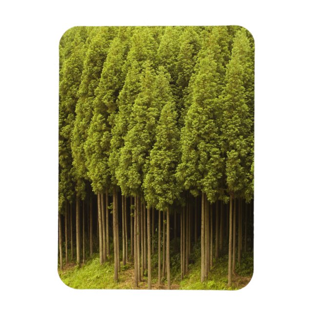 Magnet Flexible Cèdres Koya Sugi (Vertical)