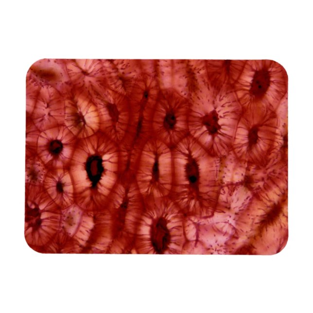 Magnet Flexible Cellules de Sclerenchyma d'un cerisier (Horizontal)