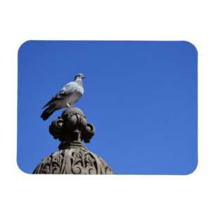 Magnet Flexible Central Park Pigeon Blue Sky New York City Bird