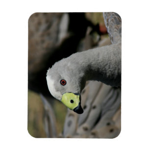 Magnet Flexible Cereopsis novaehollandiae ou Cape Barren Goose