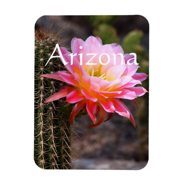 Magnet Flexible Cereus en fleur de cactus rose, Arizona (Vertical)