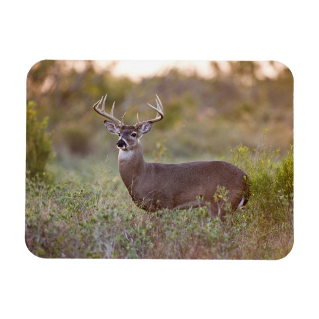 Magnet Flexible Cerf à queue blanche | Automne au Texas (Horizontal)