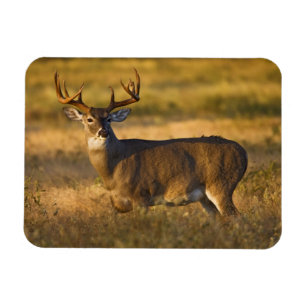Magnet Flexible Cerf à queue blanche   Sud du Texas