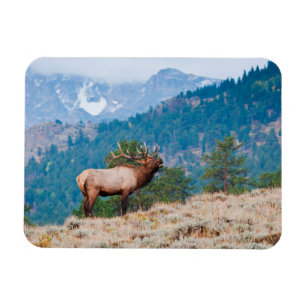 Magnet Flexible Cerf (Cervus Elephus) mâle bramant