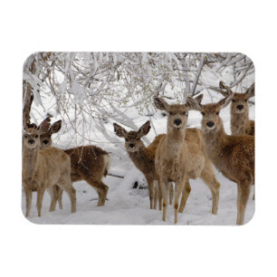 Magnet Flexible Cerf Mule Wyoming