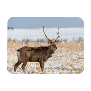 Magnet Flexible Cerf Sika dans un champ enneigé   Japon