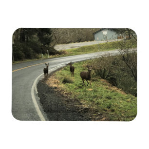Magnet Flexible Cerf sur la route, Cap Déception, WA