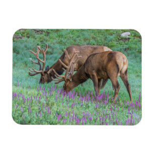Magnet Flexible Cerfs mâles Rocky Mountain National Park, Colorado